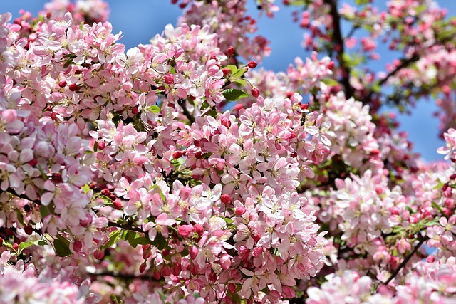 海棠树 盛开 点缀 - 上的免费照片