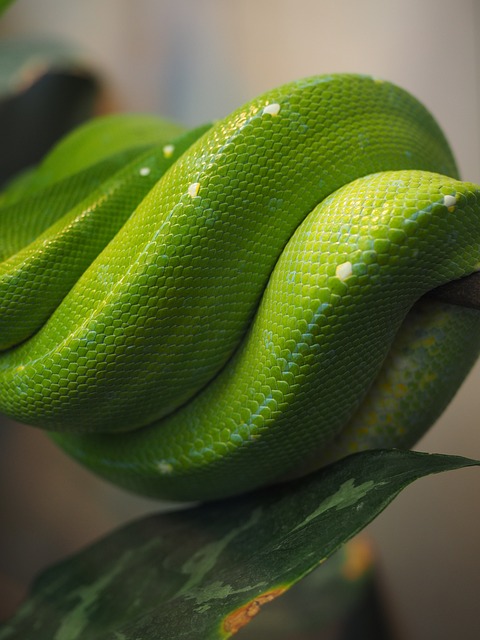 Python 绿色 蛇皮 - 上的免费照片