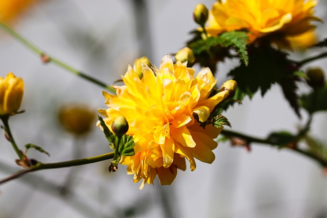 茛 开花 填充 - 上的免费照片