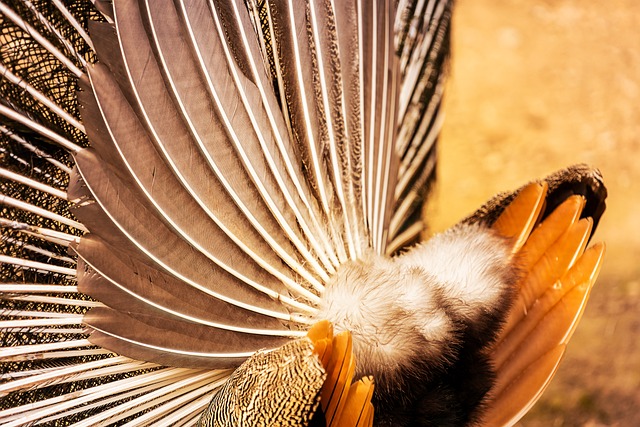 动物 孔雀 图案 - 上的免费照片