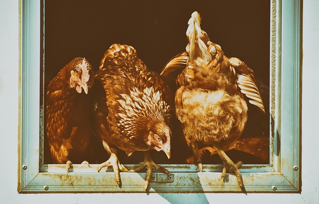 鸡 母鸡 家禽 - 上的免费照片