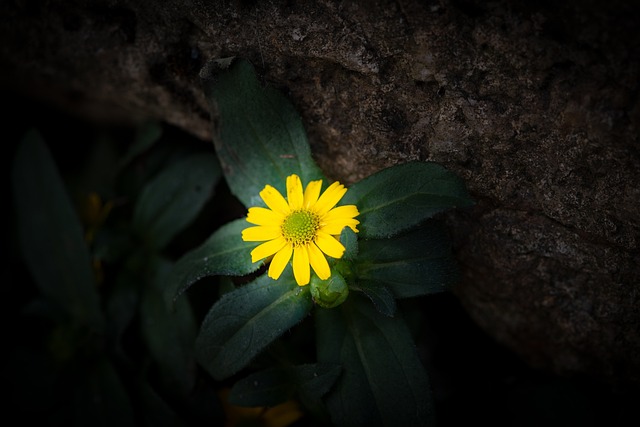 轻骑兵按钮 花 开花 - 上的免费照片