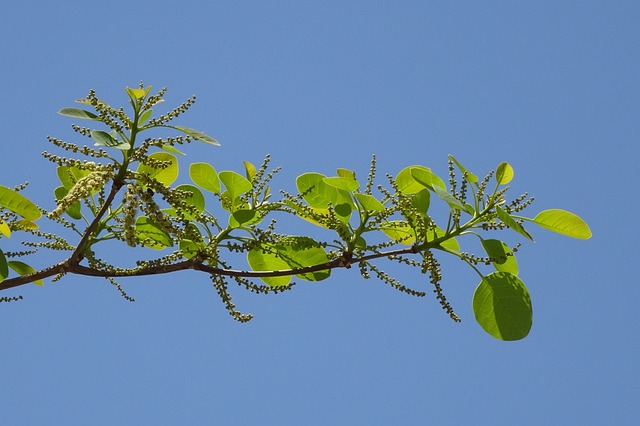 植物 榄仁Bellirica Bahera - 上的免费照片