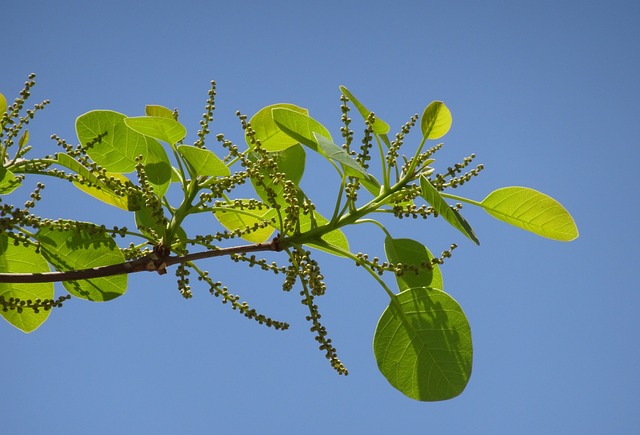 植物 榄仁Bellirica Bahera - 上的免费照片