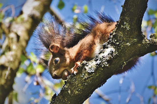 松鼠 橡木猫 啮齿动物 - 上的免费照片