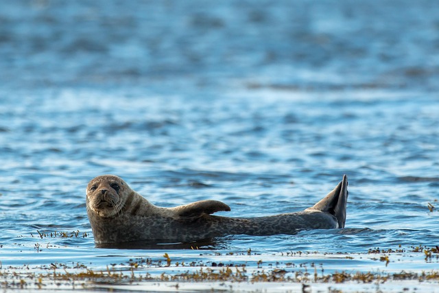动物 海豹 苏格兰 - 上的免费照片