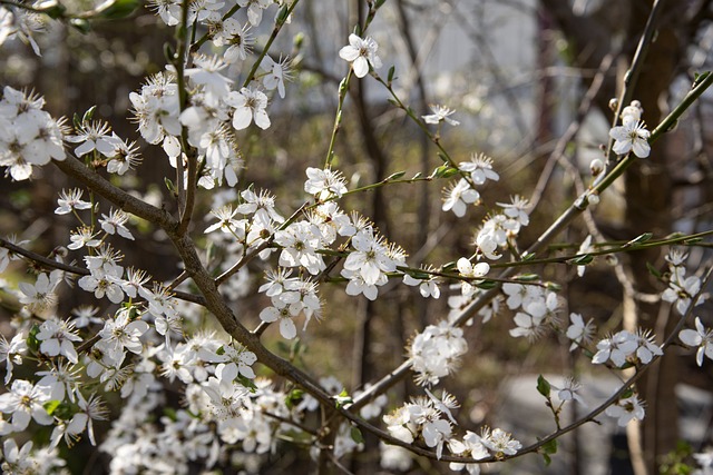 开花的树 花朵 树 - 上的免费照片