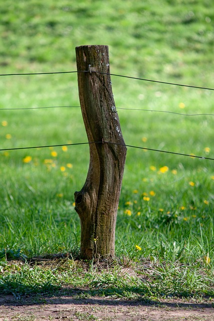 Grenn Wiese 沃尔德 - 上的免费照片