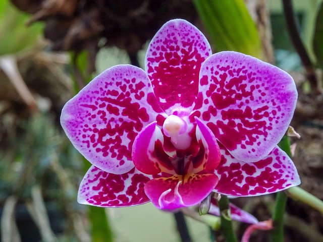 花 细节 红色的 - 上的免费照片