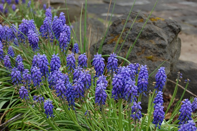 Muscari 鲜花 蓝色的 - 上的免费照片