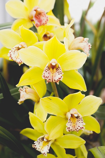 自然 花 公园 - 上的免费照片