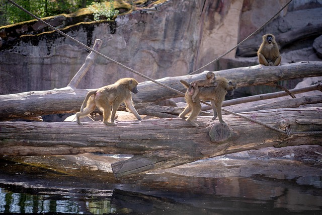 动物园 蒂尔加滕 纽伦堡动物园 - 上的免费照片