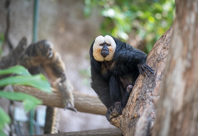 动物园 蒂尔加滕 纽伦堡动物园 - 上的免费照片