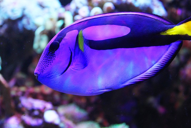 鱼 多莉 水族馆 - 上的免费照片