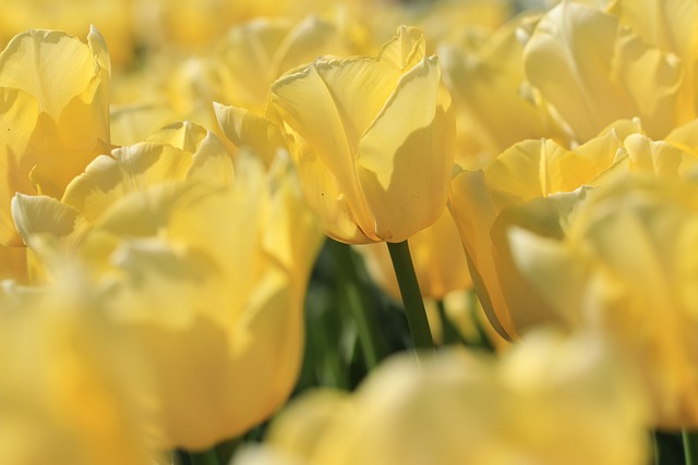 郁金香 黄色 春天 - 上的免费照片