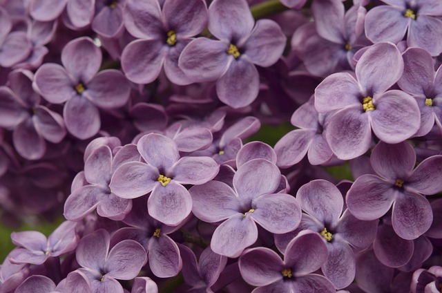 花朵 紫丁香 花园 - 上的免费照片