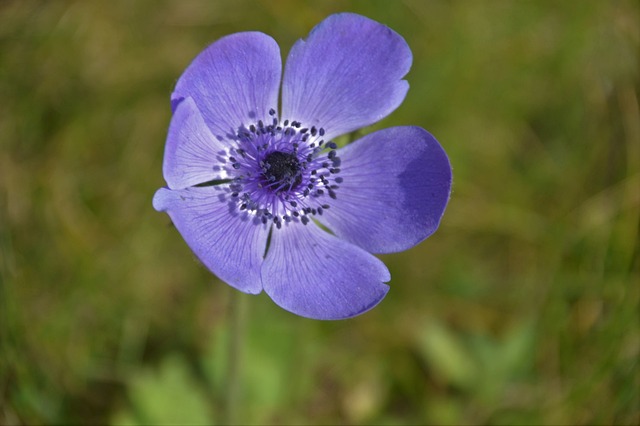 海葵Coronaria 花 春天 - 上的免费照片