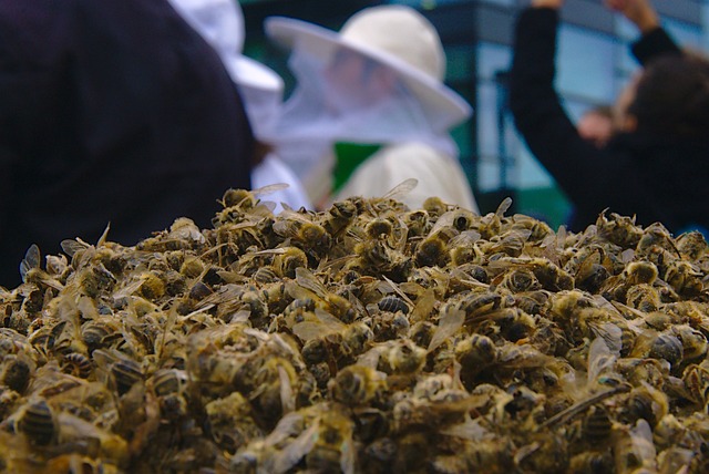 蜜蜂 蜜蜂死亡 杀虫剂 - 上的免费照片