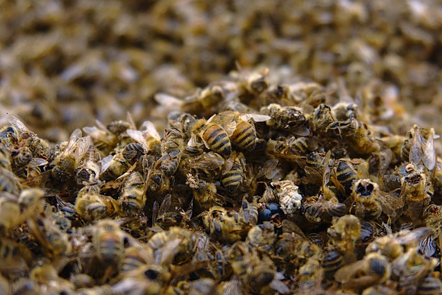 蜜蜂 蜜蜂死亡 杀虫剂 - 上的免费照片