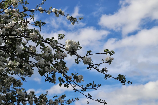 蓝天 树枝 苹果花 - 上的免费照片