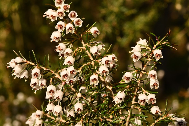 Heather 植物 林 - 上的免费照片