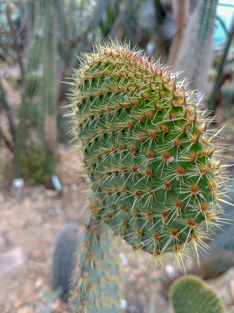 卡图斯 Kaktee 自然 - 上的免费照片