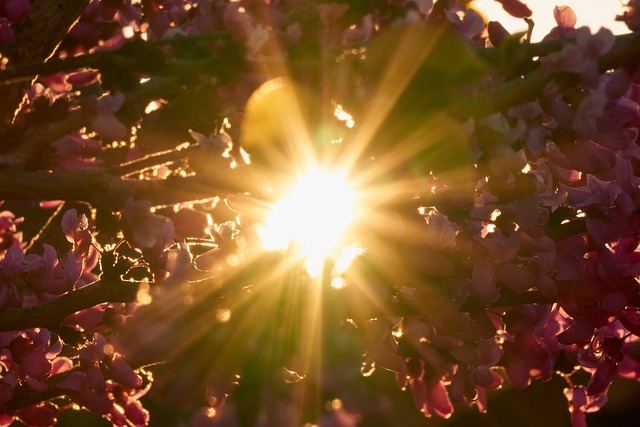 逆光 太阳 日落 - 上的免费照片