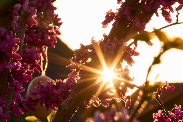 逆光 太阳 日落 - 上的免费照片