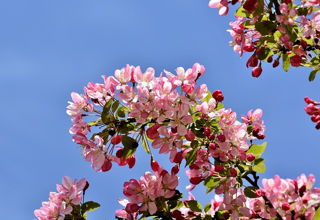 海棠树 点缀 观赏水果 - 上的免费照片