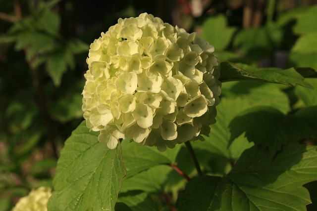 金玫瑰 花 佛祖的头发 - 上的免费照片