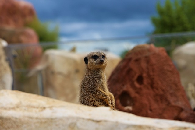 Suricate 动物园 博瓦尔 - 上的免费照片