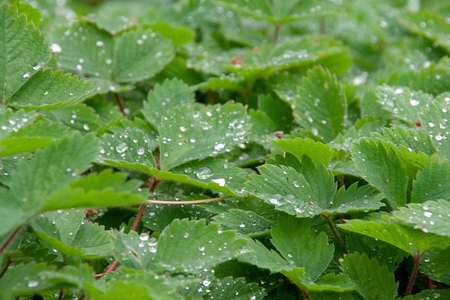 水 雨 Grenn - 上的免费照片