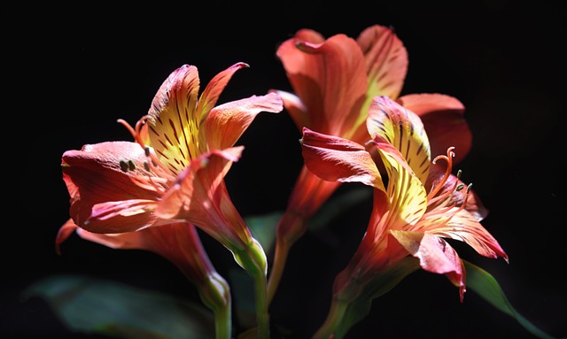 花 Alstroemeria 秘鲁百合 - 上的免费照片