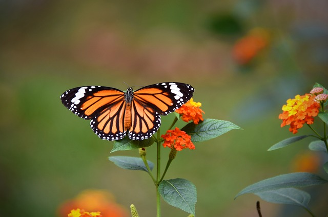 虎虎的蝴蝶 翅膀 飞 - 上的免费照片