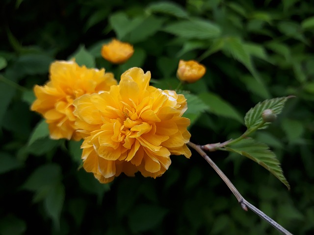 竹鞋 黄美华 花 - 上的免费照片