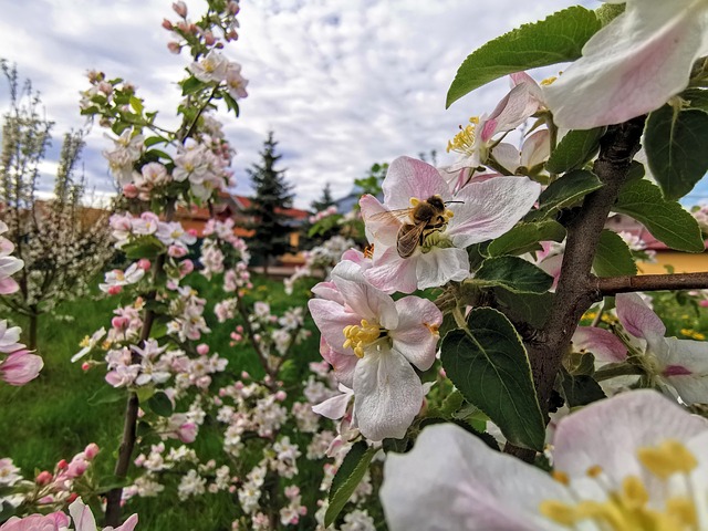 劳的小蜜蜂 白色鲜花的春天 - 上的免费照片
