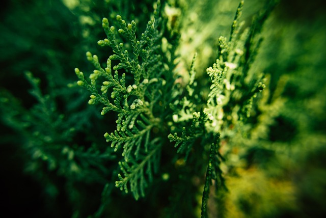 花朵 紫色 自然 - 上的免费照片