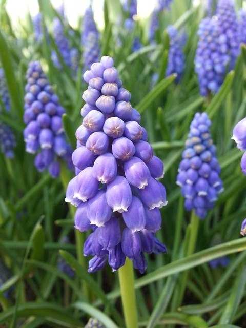 Muscari 蓝色风信子的花朵 花 - 上的免费照片