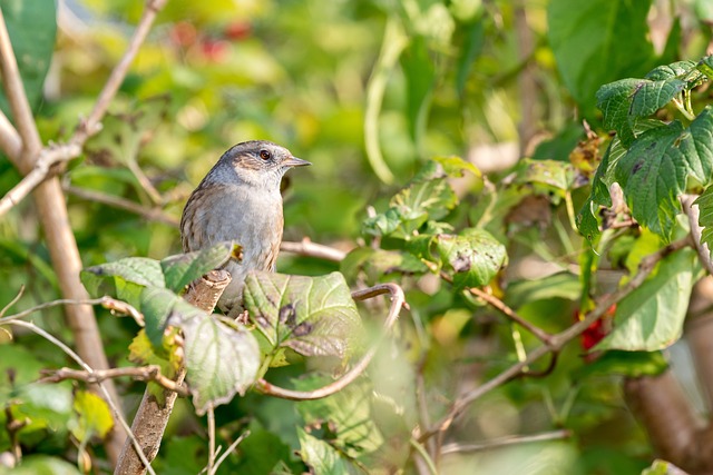 Dunnock 麻雀 花园鸟 - 上的免费照片