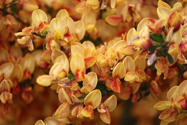 崇高的扫帚 橙色的 开花 - 上的免费照片