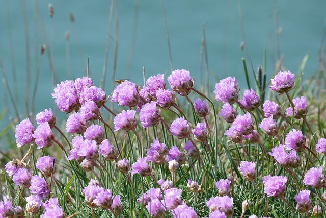 节约 Armeria 花 - 上的免费照片