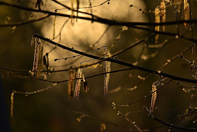 柳絮 花 种子的头 - 上的免费照片