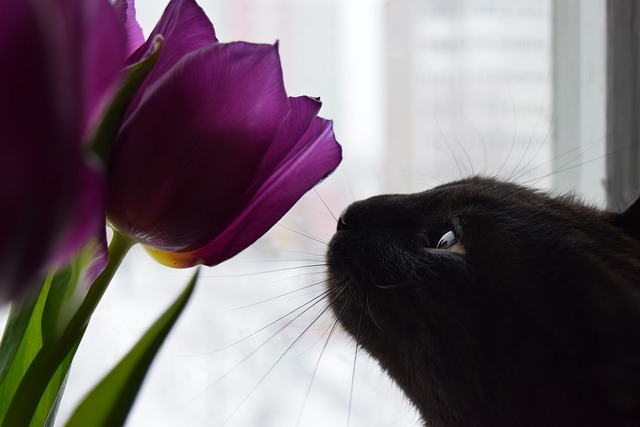 猫 动物 花朵 - 上的免费照片