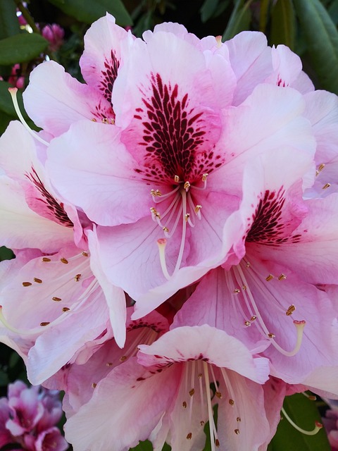 弗洛雷斯 春分 花 - 上的免费照片