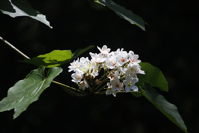 桐花 油桐花 Full Blossom - 上的免费照片