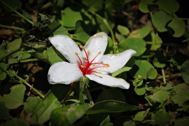 桐花 油桐花 白花 - 上的免费照片