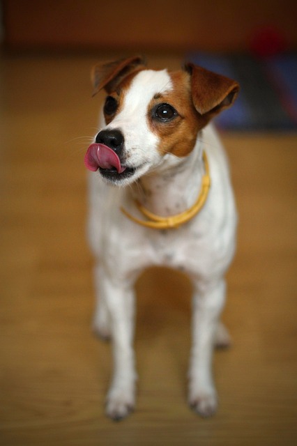 狗 杰克罗素Terier 梗犬 - 上的免费照片