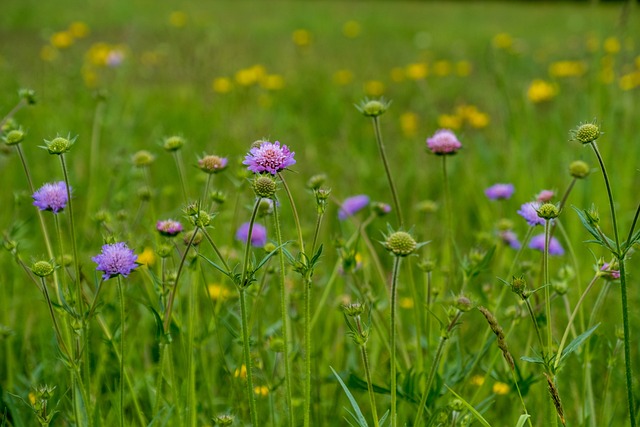花草甸 野花 疥疮 缝纫 - 上的免费照片