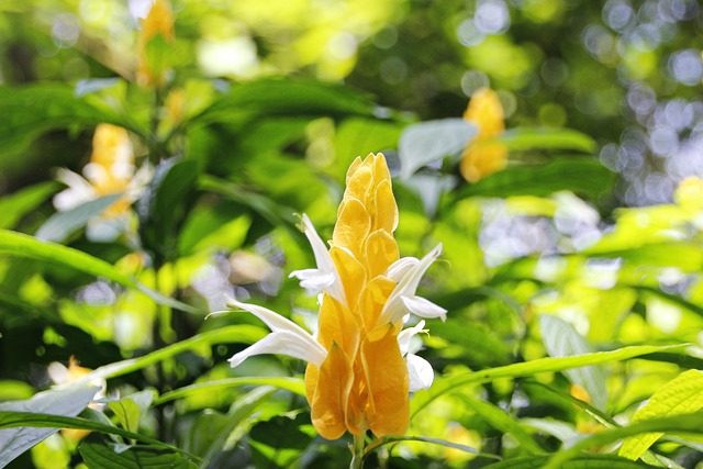 金苞花 Pachystachys Lutea Flower - 上的免费照片