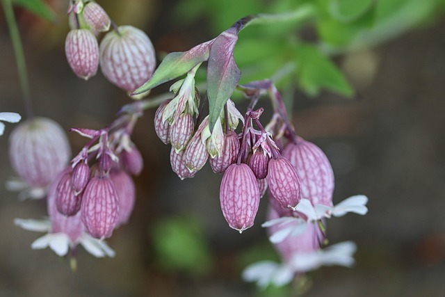 葡萄甲状腺肿大-坎皮恩 普通话 普通胶水 - 上的免费照片